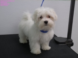 biscuit-before-12-15