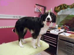 millie-pizazz-3-8-14