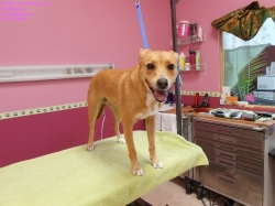 pumpkin-pizazz2-8-28