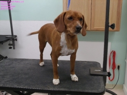 scarlett-pizazz-2-11-14