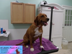 scarlett-pizazz-5-23-14