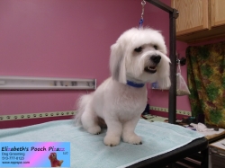 alfie-pizazz-11-01-2014