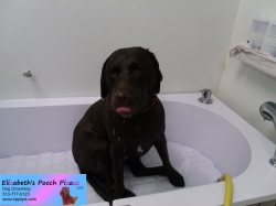 bella-bear-before-06-24-2014