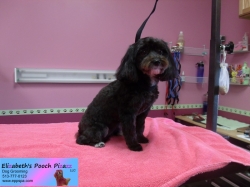 bella-pizazz-11-08-2014