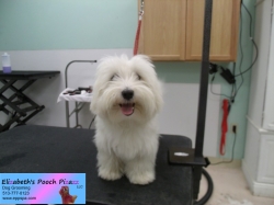 biscuit-before-5-29-14