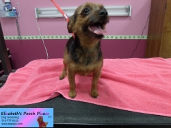 bitsy-pizazz-10-23-2014