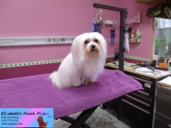 briskey-pizazz-11-08-2014