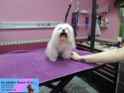 callie-pizazz-11-08-2014