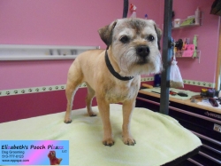 callie-pizazz-2-5-18-14