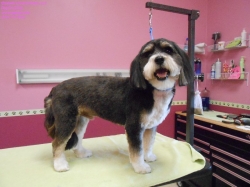 carter-pizazz-4-17-14