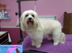 charlie-pizazz-11-13-2014