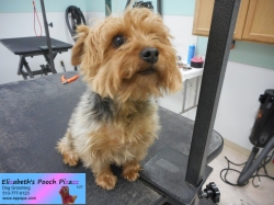 chewy-before-11-08-2014