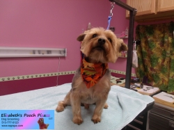 chewy-pizazz-11-08-2014