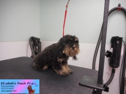 izzy-before-11-18-2014