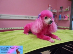 daisy-pizazz-07-02-2014