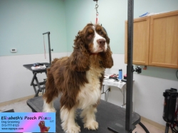 dixie-before-10-19-2014