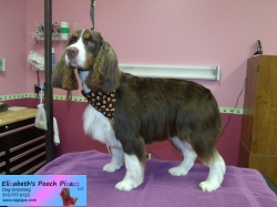 dixie-pizazz-10-19-2014