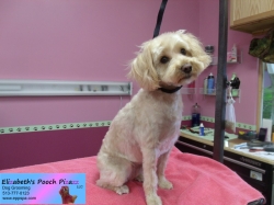 ella-pizazz-11-13-2014