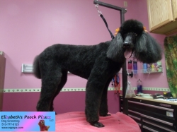 fancy-pizazz-11-09-2014