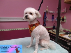 jackson-pizazz-11-08-2014