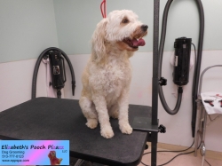 jasmine-before-11-08-2014