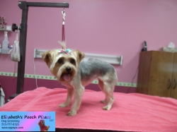 jasmine-pizazz-11-05-2014