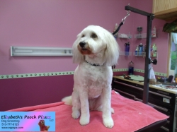 jasmine-pizazz-11-08-2014