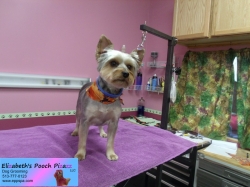 jessie-pizazz-11-09-2014