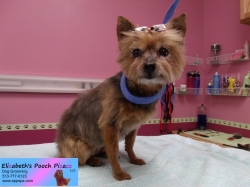 lexus-pizazz-09-30-2014