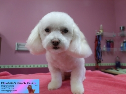 lilly-pizazz-11-05-2014