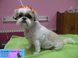 lilly-pizazz-11-13-2014