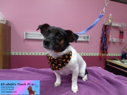 lilly2-pizazz-10-31-2014