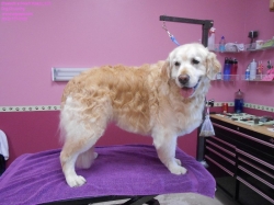 lilly2-pizazz-4-25-14