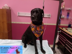 lucy-pizazz-10-14-2014