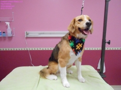 nicholas-pizazz-4-15-14