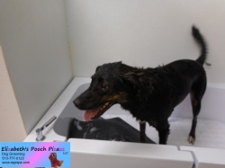 pepper-before-09-30-2014