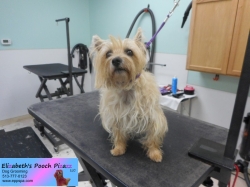 phoebe-before-11-11-2014