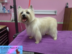 phoebe-pizazz-11-11-2014