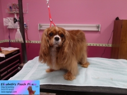 piper-pizazz-11-04-2014