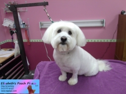 ringo-pizazz-10-15-2014