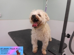 rocco-before-11-11-2014