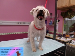 rocco-pizazz-11-11-2014