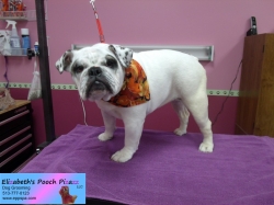 roxie-pizazz-11-14-2014