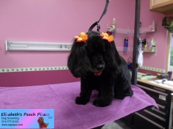 sammy-pizazz-11-14-2014