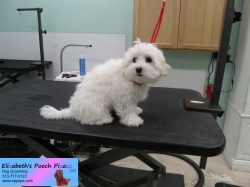 sunflower-before-06-12-2014