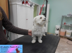 sunflower-before-11-05-2014