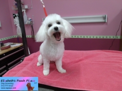 sunflower-pizazz-11-05-2014