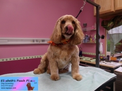 whopper-jr-pizazz-11-14-2014