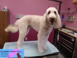 woody-pizazz-11-07-2014