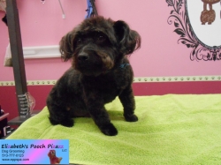 yoshi-pizazz-06-19-2014